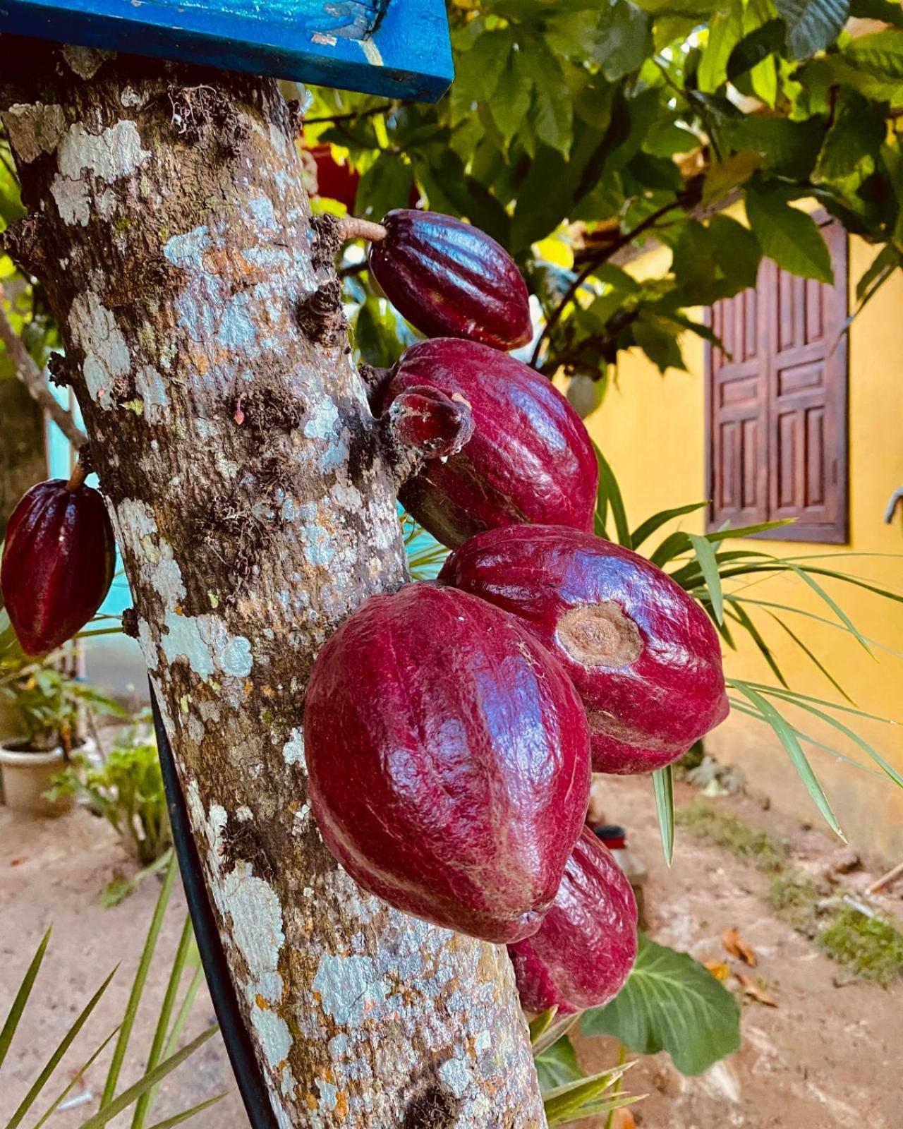 Pousada Recanto das Árvores - Nova Caraíva Exterior foto